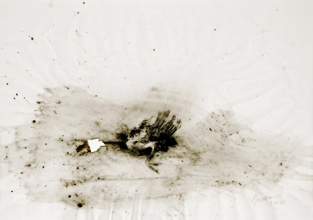 Oiseau. Bird / Rottring et tempera sur calque. Rottring and tempera on tracing paper. <br />
21x29,7 cm. 2011