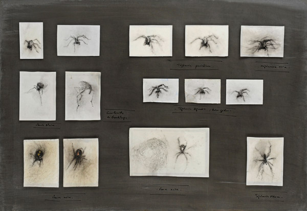 Affinités et classification / Encre de Chine et tempera sur parchemin monté sur inox. Indian ink, <br />
tempera on parchement put down inox. 52 x 76 cm. 2011