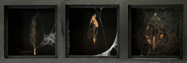 Foliaire - Foliar / Bois peint, feuille séchée vernie, toile d'araignée - <br />
Painted wood, varnished leave, spider web. 11,3 x 34 x 5,5 cm. 2014